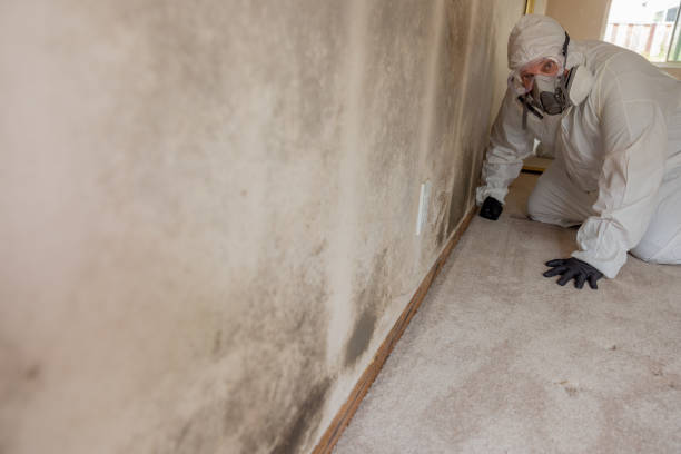Professional Mold Removal in Pinehurst, MA